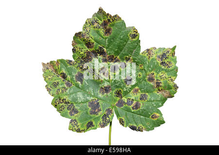 Tar-Spot Pilzes Rhytisma Acerinum auf Bergahorn Acer Pseudoplatanus Blättern Stockfoto