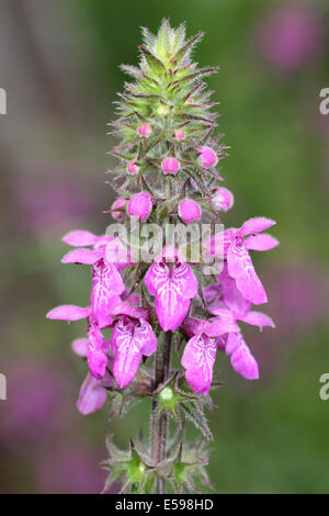 Marsh Woundwort Niederwendischen palustris Stockfoto