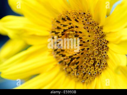 Makroaufnahme von gelben Blüten der Sonnenblume (Helianthus). Stockfoto