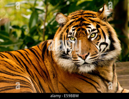 Sumatra-Tiger, Panthera Tigris sumatrae Stockfoto