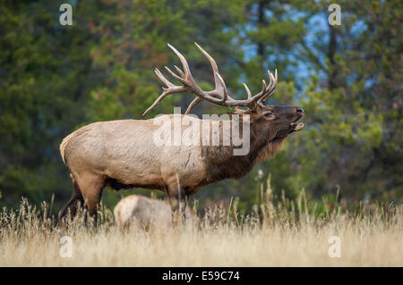 Bull Elk (Cervus Elaphus). Reifen Sie Bull hallten in der Abenddämmerung im Hochgebirge Wiese während der Paarungszeit. Der Jasper National Park. Stockfoto