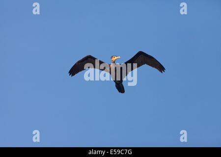 Neotropis Kormoran, Phalacrocorax Brasilianus, im Flug bei Punta Chame, Pazifikküste, Provinz Panama, Republik von Panama. Stockfoto