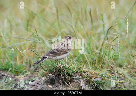 Feldlerche (Alauda Arvensis) thront auf einem Grasbüschel in einem Feld. Stockfoto