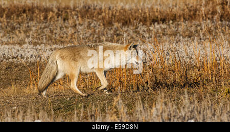 Kojote (Canis Latrans) Jagd. Yellowstone-Nationalpark, Wyoming, USA. Stockfoto