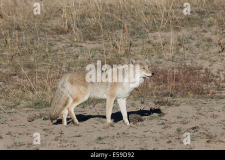 Kojote (Canis Latrans), Yellowstone-Nationalpark, Wyoming, USA. Stockfoto