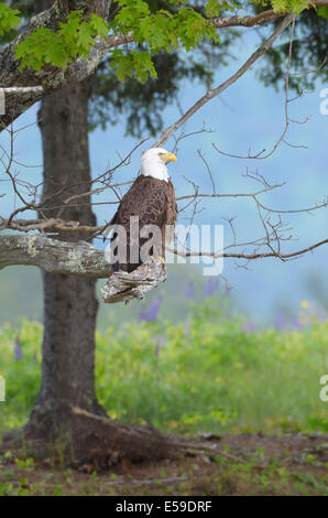 Weißkopf-Seeadler (Haliaeetus Leucocephalus). Acadia Nationalpark in Maine, USA. Stockfoto