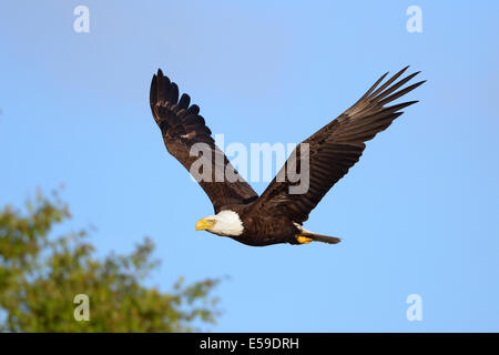 Weißkopf-Seeadler (Haliaeetus Leucocephalus). Acadia Nationalpark in Maine, USA. Stockfoto