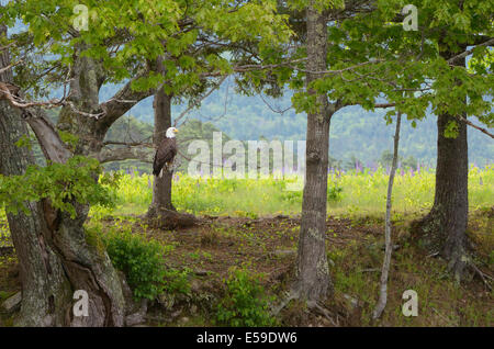 Weißkopf-Seeadler (Haliaeetus Leucocephalus). Acadia Nationalpark in Maine, USA. Stockfoto