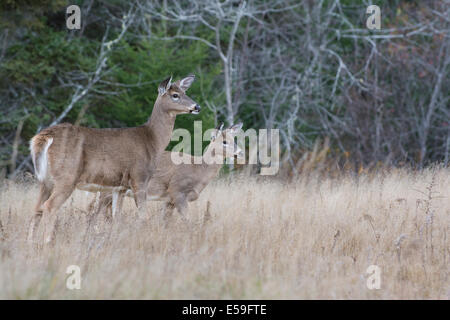 Weiß - angebundene Rotwild (Odocoileus Virginianus). Mutter und Nachwuchs in der Wiese. Acadia Nationalpark in Maine, USA. Stockfoto