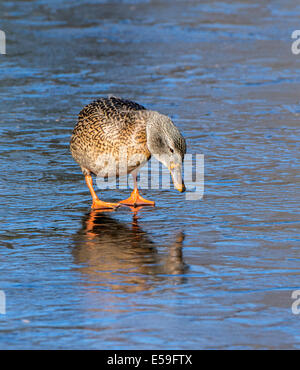 Stockente (Anas Platyrhynchos). Weibchen auf Eis. Acadia Nationalpark in Maine, USA. Stockfoto