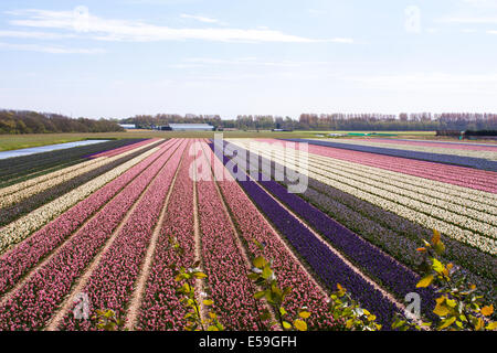 Blumenwiese in den Niederlanden Stockfoto