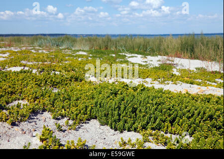 Meer Sandwort oder Honckenya peploides sandplant, am Meer, in den Sand an einem Strand am Øresund, der Klang, in Rungsted Kyst, Dänemark. Stockfoto