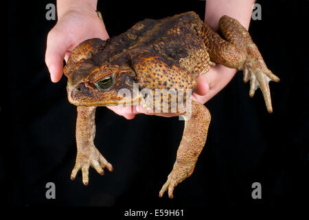 Cane Toad / Schädlingsbekämpfer Marina Stockfoto
