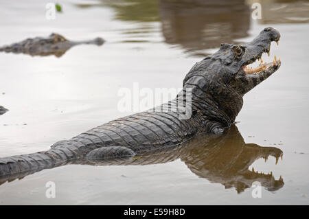 ein Alligator River Mutum entstehende Wasser den Kopf Stockfoto