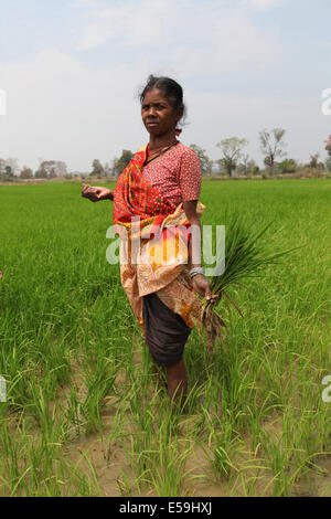 Indianerin arbeiten in Paddy Reisfeldern, Gond Stamm. Mohuabhata Dorf, Chattisgadh, Indien Stockfoto