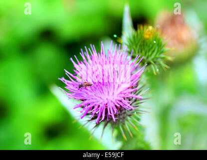 Klette dornigen Blume. (Arctium Lappa) auf grün Hintergrund weichzeichnen Stockfoto