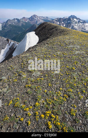 Blumen auf dem Gipfel des Cusick Berg, Wallowa Mountains, Oregon. Stockfoto