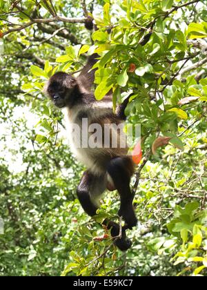 Ein Klammeraffe hängen an einem Ast im panamaischen Regenwald Stockfoto