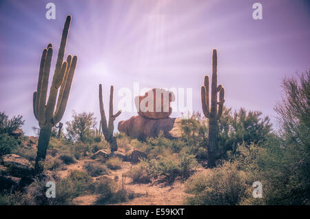 Wüstenlandschaft - Sonne prasselte Wüste mit Saguaro Kaktus Baum und Felsbrocken. Linseneffekt. Stockfoto