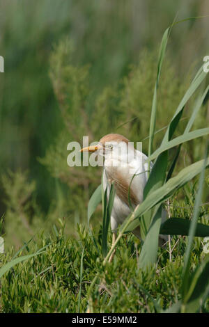 Kuhreiher (Bubulcus Ibis), im Schilf, Pont de Gau, Camargue, Frankreich Stockfoto