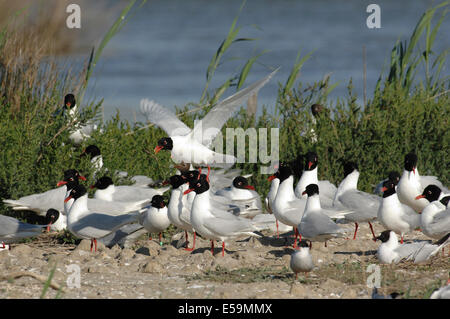 mediterrane Möve Larus Melanocephalus Zucht Kolonie paar fordert Frankreich Camargue Stockfoto