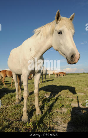 Porträt von einem weißen Pferd, Camargue Stockfoto