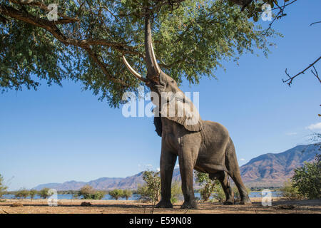 Afrikanischer Elefant mit Stamm bis zu erreichen Stockfoto