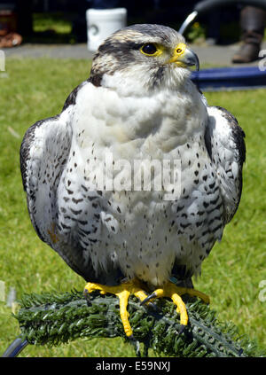 Wanderfalke lateinischen Namen Falco peregrinus Stockfoto