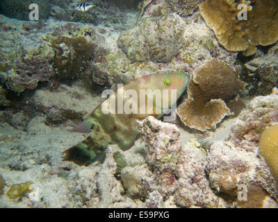 Lippfische Fisch auf den Malediven, Indischer Ozean Stockfoto