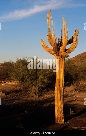 Saguaro-Kaktus-Skelett in der Wüste von Arizona Stockfoto