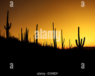 Viele Saguaro-Kaktus am Berghang Wüste Südwesten Morgen Stockfoto