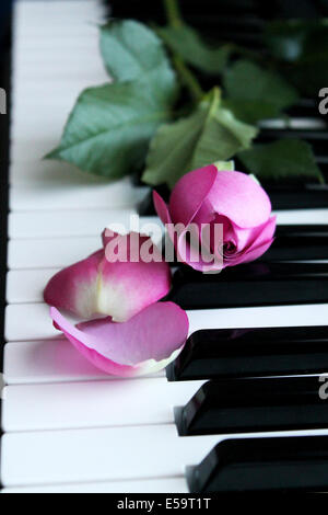 Rosa Rose auf Klavier Stockfoto