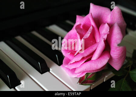 Rosa Rose auf Klavier Stockfoto