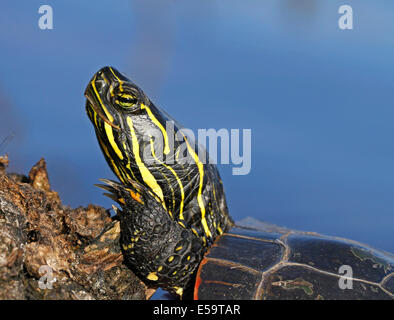 Western gemalt Schildkröten sonnen sich auf der Login-Boulevard See, Thunder Bay; Ontario, Kanada. Stockfoto