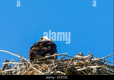 Erwachsenen Osprey & junge im Nest, Pandion Haliaetus, Sea Hawk, Fisch, Adler, Fluss Hawk, Fisch Hawk, Raptor, Chaffee County, Colorado Stockfoto