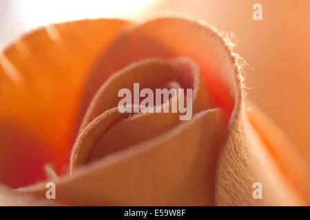 Balsaholz, Pfirsich farbigen, Rose - Closeup. Stockfoto