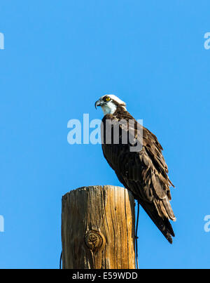 Fischadler auf Pole, Pandion Haliaetus, Sea Hawk, Fischadler, Fluss Hawk, Fisch-Hawk, Raptor, Chaffee County, Colorado, USA Stockfoto