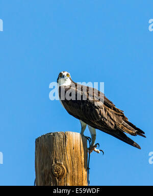 Fischadler auf Pole, Pandion Haliaetus, Sea Hawk, Fischadler, Fluss Hawk, Fisch-Hawk, Raptor, Chaffee County, Colorado, USA Stockfoto
