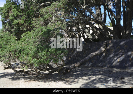 Ein Neuseeland Pohutukawa biegen auf einer Steinmauer, die geändert wurde, entsprechend den Baum Naturform, Takapuna Beach Stockfoto