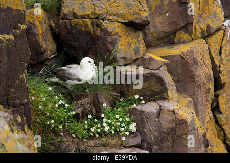 Nördlichen Fulmar (Fulmarus Cyclopoida) - Borgarfjorour, Ostisland Stockfoto