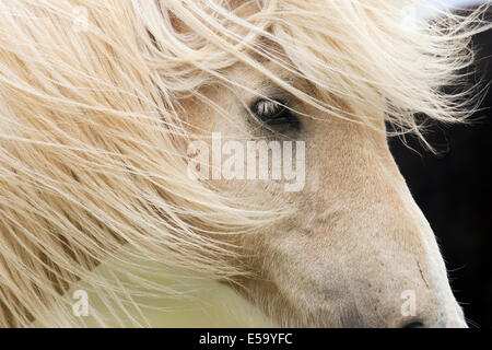 Nahaufnahme des Islandpferdes - Island Stockfoto