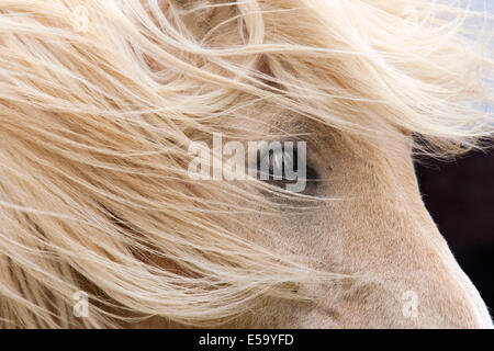 Nahaufnahme des Islandpferdes - Island Stockfoto