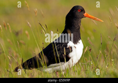 Eurasischen Austernfischer (Haematopus Ostralegus) - Süd-Island Stockfoto