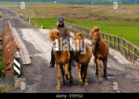 Jungen Fahrer mit Islandpferden - Island Stockfoto