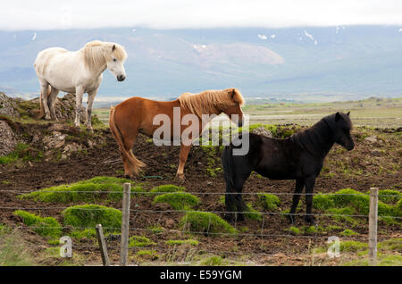 Islandpferde - Island Stockfoto