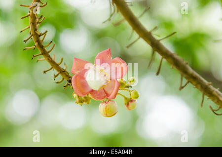 Kanonenkugel Blumen- und grünen Hintergrund im Garten oder Natur park Stockfoto