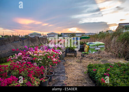 Bunte Blumen und Sonnenuntergang im Garten von Thailand. Stockfoto