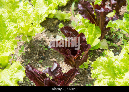 Nahaufnahme von frischen roten und grünen Salat in Feld Stockfoto