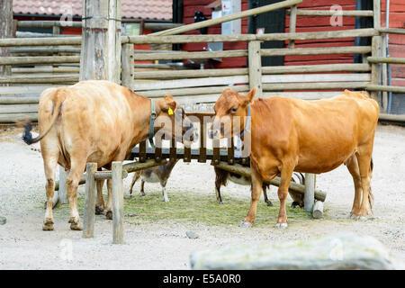 Zwei rote Kühe, Bos Taurus, alte schwedische Rasse namens Rodkulla. Hier zu sehen mit Ziegen und Haus im Hintergrund Stockfoto