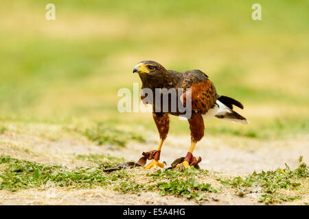 Harris hawk, Parabuteo Unicinctus, auf dem Boden. Dieser Raubvogel ist auch bekannt als Bucht-winged oder Altrosa Hawk. Stockfoto